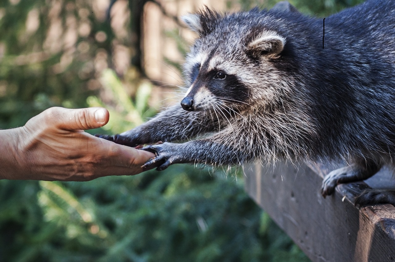 Waschbär ist in Rhein-Berg auf dem Vormarsch